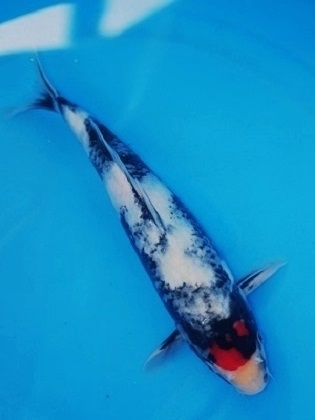 Magic_Koi_Tancho_Showa_Kobushi_01.jpg