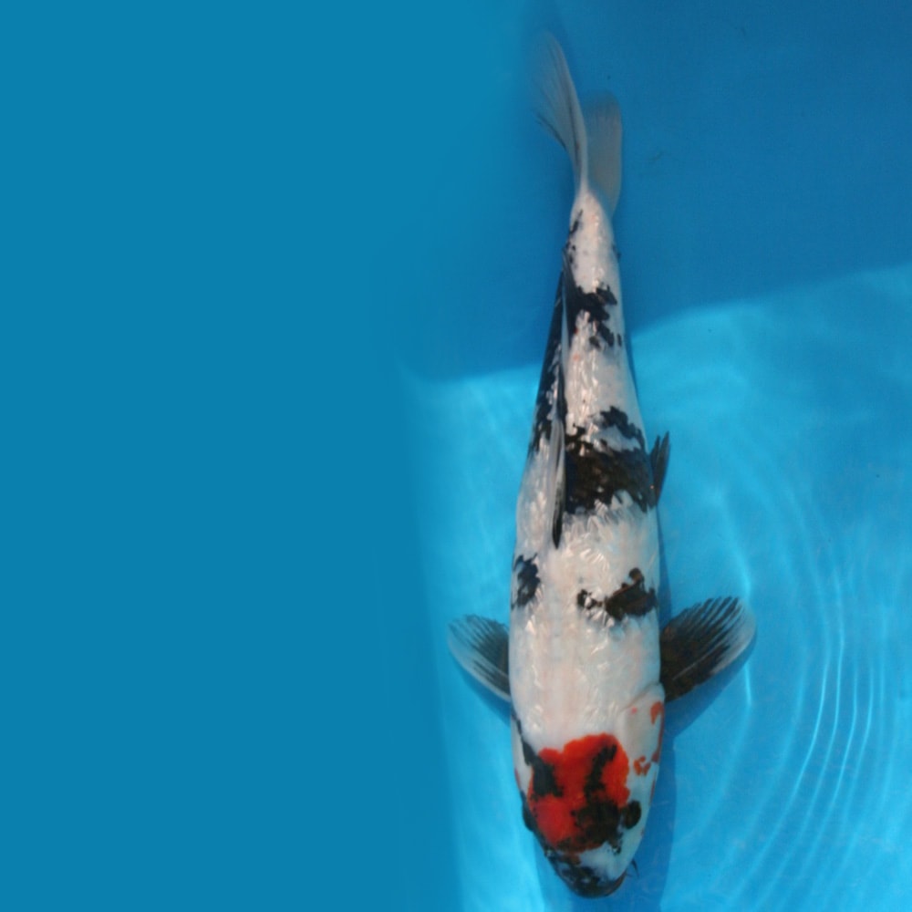 Magic_Koi_Grinin_Tancho_Showa_01.jpg