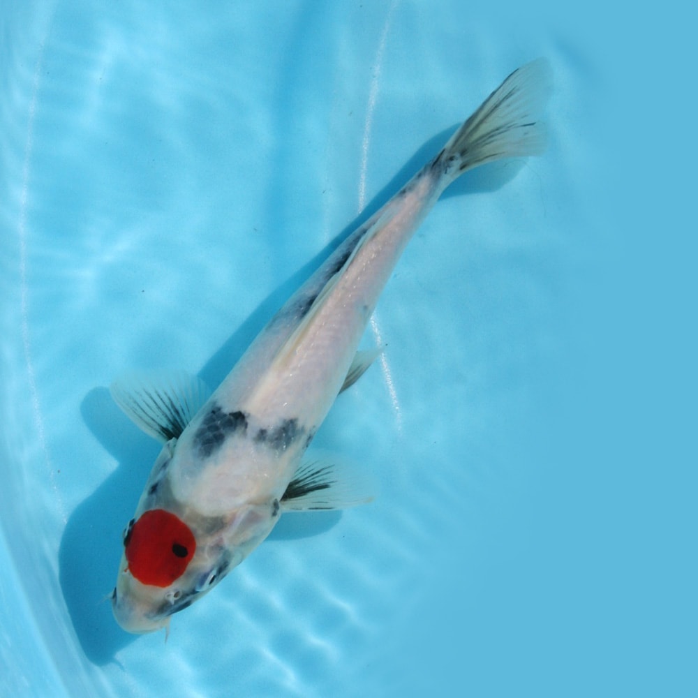 Magic_Koi_Tancho_Showa_01.jpg
