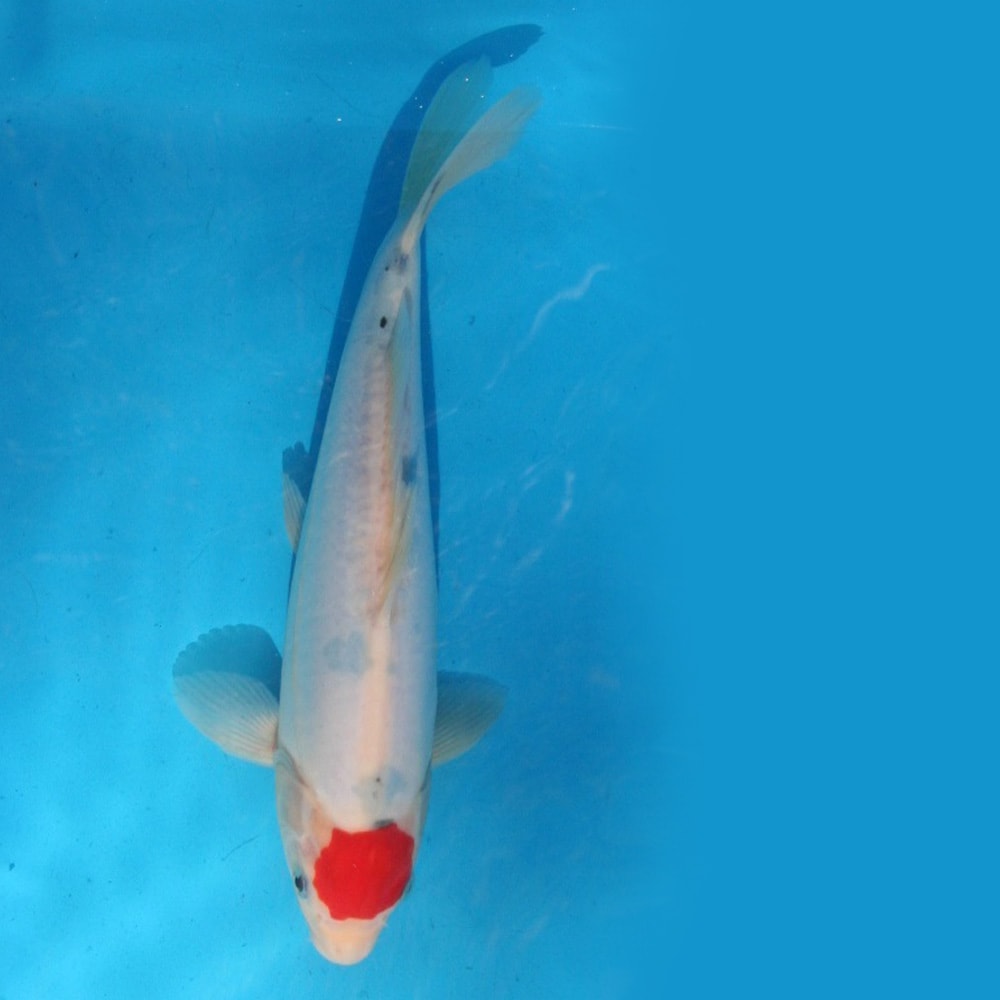 Magic_Koi_Doitsu_Tancho_Sanke_01.jpg