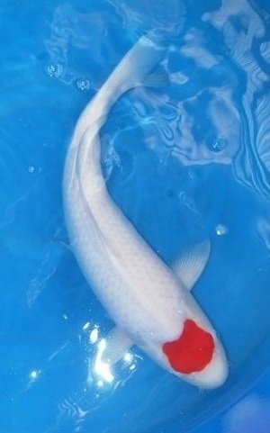 Magic_Koi_Tancho_Kohaku_01.jpg