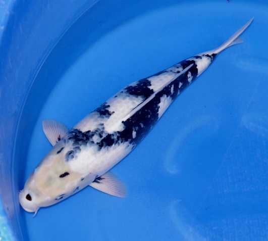 Magic_Koi_Shiro_Utsuri_Omosako_01.jpg