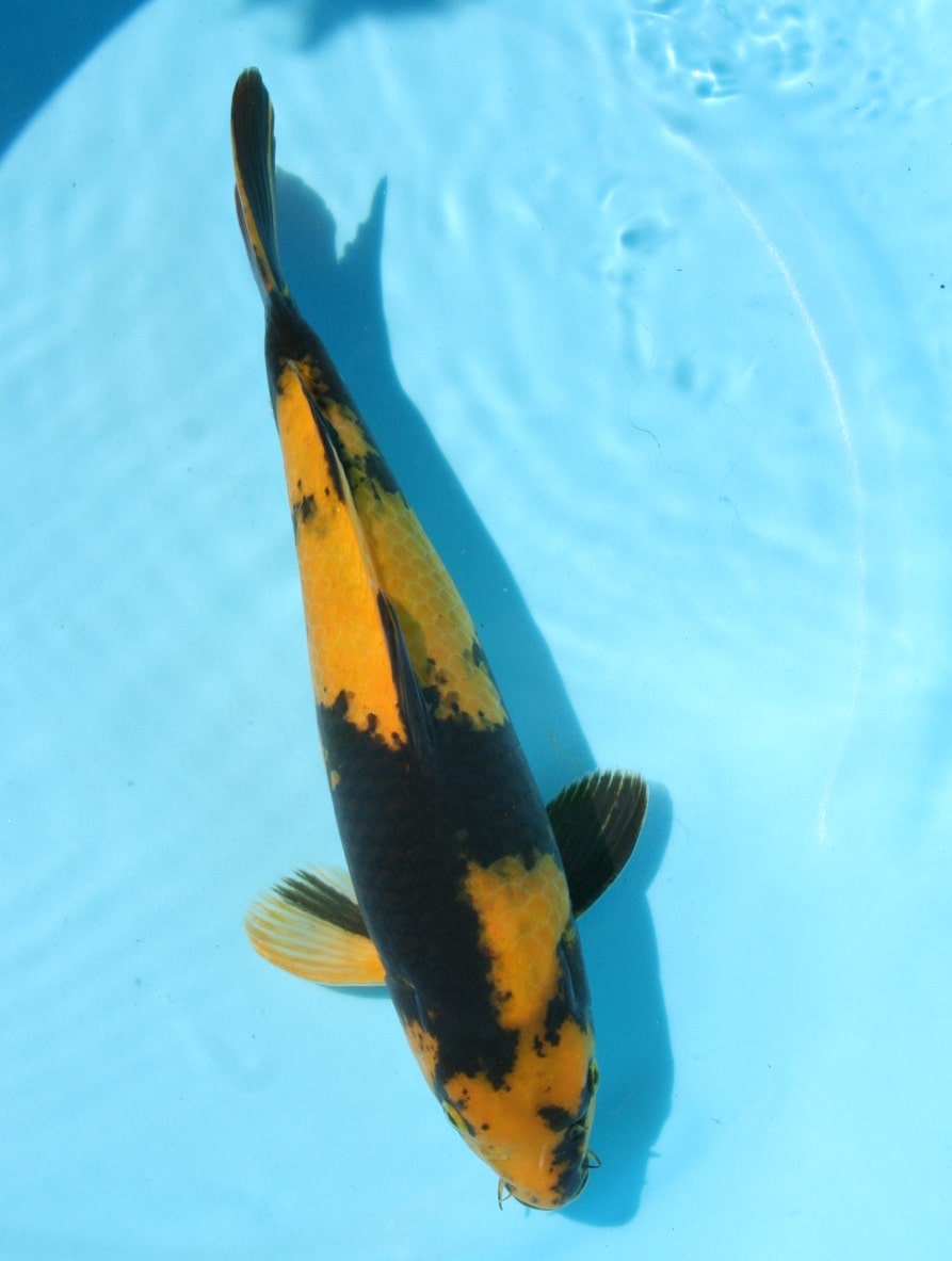 Magic_Koi_Utsurimono_Ki_Utsuri.jpg