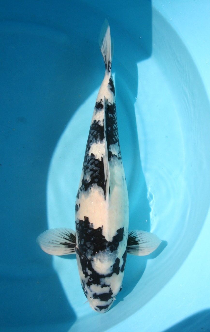 Magic_Koi_Utsurimono_Shiro_Utsuri_Ogawa.jpg
