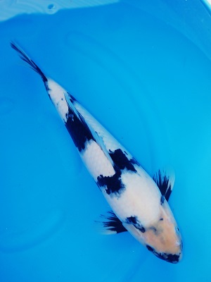 Magic_Koi_Utsurimono_Namiki_Shiro_Utsuri.jpg